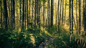 skog i Sverige