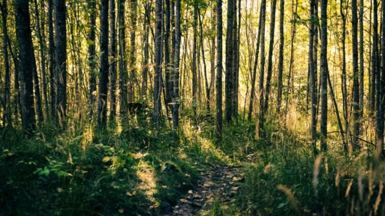 skog i Sverige