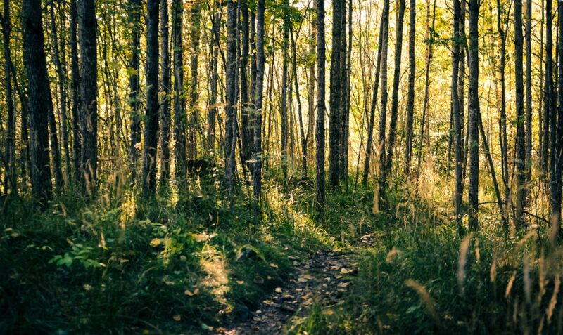 skog i Sverige